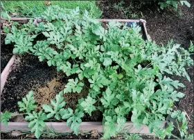  ?? Special to the Democrat-Gazette/JANET B. CARSON ?? When they begin to run — grow rapidly — watermelon vines sprawl.