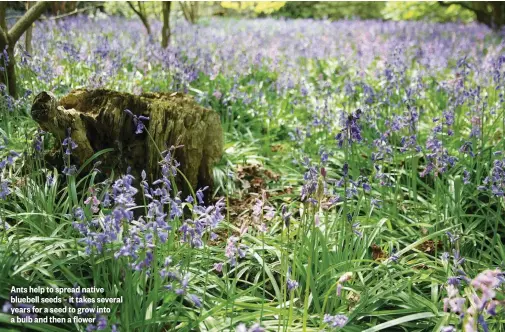  ??  ?? Ants help to spread native bluebell seeds – it takes several years for a seed to grow into a bulb and then a flower