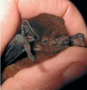  ?? DEPARTMENT OF CONSERVATI­ON ?? A group of pest trappers at Pelorus Bridge had an unexpected close encounter with two endangered long-tailed bats while testing a new piece of equipment at their annual barbecue.