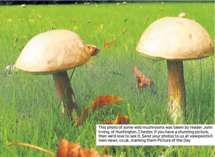  ??  ?? This photo of some wild mushrooms was taken by reader John Irving, of Huntington, Chester. If you have a stunning picture, then we’d love to see it. Send your photos to us at viewpoints@ men-news. co.uk, marking them Picture of the Day