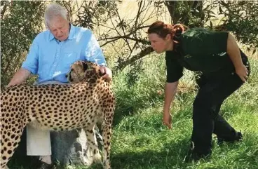  ??  ?? Big cat: Miss King with Sir David Attenborou­gh and one of the zoo’s cheetahs