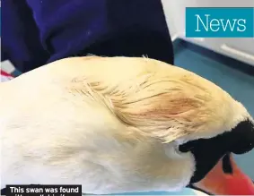  ??  ?? This swan was found with a pellet in its skull. The charity who helped said the swan’s partner was ‘totally distraught’ without him