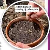  ?? ?? Making a late sowing of calendula