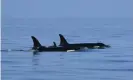  ?? Photograph: Center for Whale Research / Permit #21238 / WhaleResea­rch.com ?? The new calf swims alongside Tahlequah