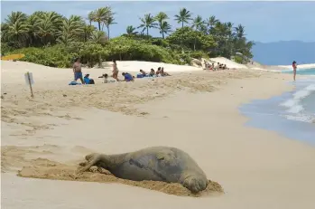  ?? MARK BAKER/AP 2018 ?? A critically endangered monk seal rests on a beach in the Pupukea community of Oahu, Hawaii.