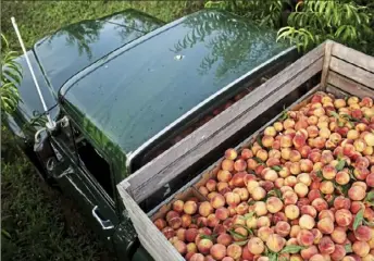  ?? The Peach Truck ?? The Peach Truck delivers Georgia peaches in the Pittsburgh area in early July.