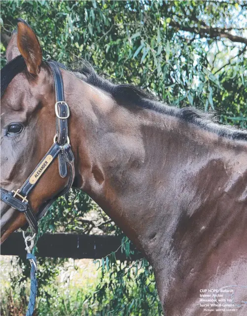  ?? Picture: WAYNE LUDBEY ?? CUP HOPE: Ballarat trainer Archie Alexander with his horse Wheal Leisure.