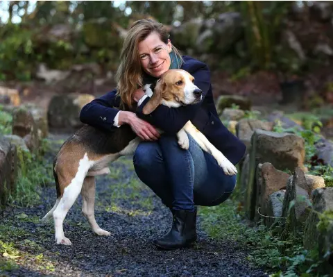  ??  ?? WALKIES: Dasher, one of the 10 beagles released from the Charles River Laboratory, enjoys some time with ISPCA Longford centre manager Eva Ellis. Photo: Damien Eagers