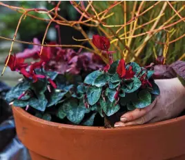  ?? ?? Tuck cyclamen around the edge of your pot for cheery flowers all winter