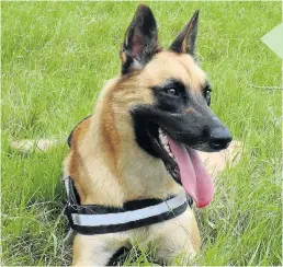  ??  ?? IN TRAINING: Roxy, a young German shepherd, is currently learning the ropes of being a tracker dog to assist in apprehendi­ng poachers at the Sibuya Game Reserve where three rhinos were poached last month