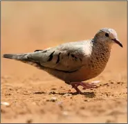  ?? Special to the Democrat-Gazette/JERRY BUTLER ?? Common ground dove