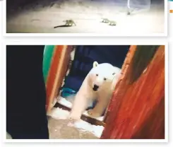  ??  ?? Polar bears have been filmed entering homes in Belushya Guba, a military town on the Arctic island of Novaya Zemlya