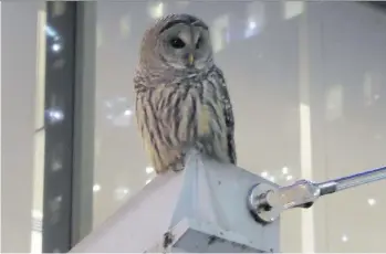  ?? MARYLEE STEPHENSON ?? A barred owl was spotted recently just outside the Burrard SkyTrain station, one of about 15 such sightings recorded downtown over the last few weeks by the South Delta-based OWL rehab centre.