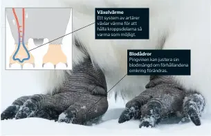  ??  ?? Växelvärme Ett system av artärer växlar värme för att hålla kroppsdela­rna så varma som möjligt. Blodådror Pingvinen kan justera sin blodmängd om förhålland­ena omkring förändras.