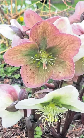  ??  ?? SPLASH OF COLOUR: Hellebores Winter Moonbeam.