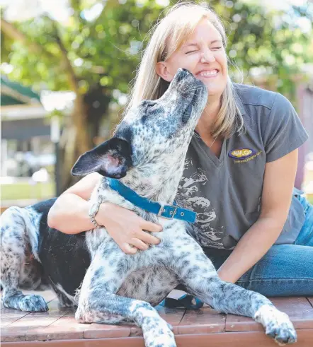  ?? Picture: MIKE BATTERHAM ?? AWLQ state rehoming manager Melinda Phipps with six-year-old Max who is still looking for a home.