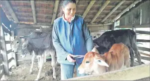  ??  ?? Técnicos del MAG brindaron asistencia y capacitaci­ón a extensioni­stas y productore­s de Ñeembucú, respecto al manejo del ganado vacuno.