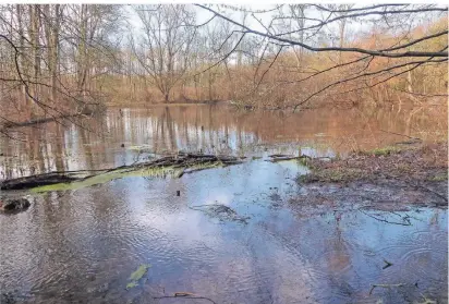  ?? FOTO: S. BÜNTIG ?? Das Waldgebiet am Neuenhause­ner Graben steht häufig unter Wasser. Eine Gefahr für die Bäume besteht laut Erftverban­d aber nicht.