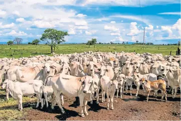  ??  ?? HERD INSTINCT: Farmers are worried about cheap beef imports from South America.