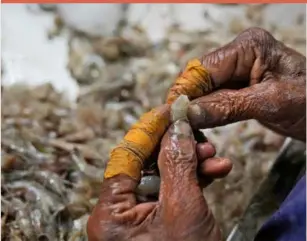  ?? ?? A worker peels shrimp in a tin-roofed processing shed in the hamlet of Tallarevu, in Kakinada district, in the Indian state of Andhra Pradesh, last February