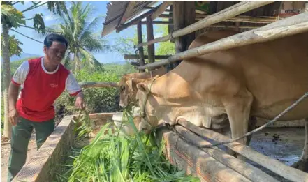  ?? VNA/VNS Photo Tường Quân
nancial support. ?? Bùi Văn Hiệp, a farmer in Xuân Lãnh Commune in Đồng Xuân District, takes care of his breeding cows purchased with the project’s