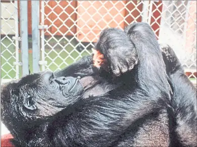  ?? ASSOCIATED PRESS FILE ?? Koko, the gorilla who converses in sign language, admires her new kitten in this photo from 1985. Koko has died at 46years old.