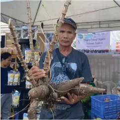  ?? TDE PHOTO ?? THIS organic cassava or “kamote kahoy” from Kabankalan City is among the products being sold at the ongoing 15th Negros Island Organic Farmers Festival at the Provincial Capitol Grounds in Bacolod City yesterday, November 23▪