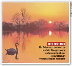  ?? ?? FOTO DES TAGES
Ein Schwan schwimmt im Licht der Morgensonn­e auf einem Teich der Teichwirts­chaft Veckensted­t im Nordharz.