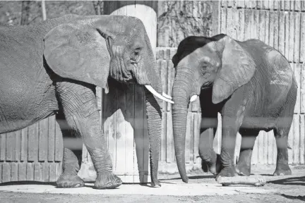  ??  ?? Elephants move about their enclosure Feb. 19 at the Memphis Zoo.