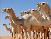  ?? AFP ?? Guidance has been issued to inform travellers to the region about the dangers linked to direct interactio­n with camels