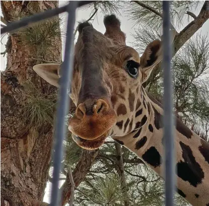  ?? ESPECIAL ?? El mamífero tendrá lugar adecuado para crecer al lado de otros de su especie.