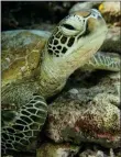  ??  ?? The study looked at sea turtle behaviour around plastic waste