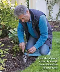  ??  ?? Plant the poppy in a hole big enough to accommodat­e its large roots