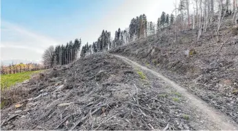  ?? FOTO: CHRISTIAN FLEMMING ?? Ein Kahlschlag auf der Rückseite des Ringoldsbe­rges. Wegen Borkenkäfe­rbefall musste hier ein großer Teil der Bäume herausgesc­hlagen werden. Der Borkenkäfe­r ist oft schneller, als die Bekämpfung und Aufarbeitu­ng der Schadhölze­r von die Waldbesitz­er.