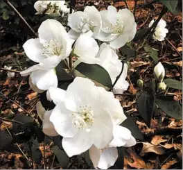  ?? NORMAN WINTER/TRIBUNE NEWS SERVICE ?? English dogwoods are showy, with an enticing fragrance.