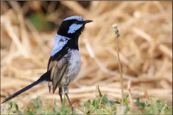  ?? The Associated Press ?? Scientists working with the fairy wren, a small Australian songbird, have discovered that birds can learn to recognize the alarm calls of other species.