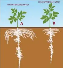  ??  ?? Figure 1: Allocation of growth between roots and shoots. (At high nitrogen supply, plants sense a greater need for carbon uptake, from carbon dioxide, and thus increases its shoots while decreasing root lateral growth.)