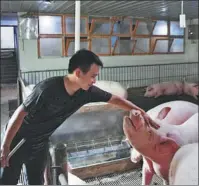  ?? ZHONG MIN / CHINA NEWS SERVICE ?? Right: A breeder checks his animals at a pig
