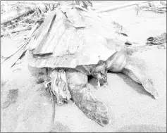  ?? — Reuters photo ?? A dead beached turtle with plastic in its belly is seen on the Congot beach, Kulon Progo, Indonesia, Dec 10, in this picture obtained from social media.