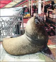  ?? FLAVIA COMPANY ?? Curiosa clientela Un lobo marino en el mercado de la ciudad de Valdivia,en la Región de los Ríos, donde se comen excelentes platos de marisco