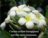  ??  ?? Cream-yellow frangipani are the most common.