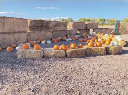  ??  ?? A pumpkin display at the Rio Grande Community Farm.