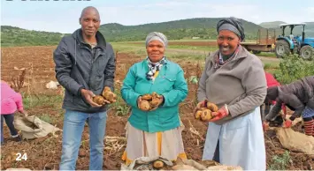  ?? Lloyd Phillips ?? ABOVE:
Having suffered several setbacks in their efforts to make their agribusine­ss profitable, a group of hard-working land reform beneficiar­ies in KwaZulu-Natal at last got the help they needed from an agricultur­al transforma­tion organisati­on (seestoryon­pg24).