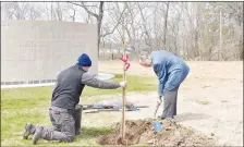  ?? Rachel Dickerson/The Weekly Vista ?? Bella Vista Mayor John Flynn (right) assists David Raines, owner of Raines Tree Care, in planting a bald cypress tree at the Veterans Wall of Honor on Monday, March 20, during the Arbor Day celebratio­n.