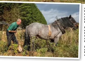  ??  ?? Left: Charlie Parker uses Dales pony Rocky – who lives out – for logging