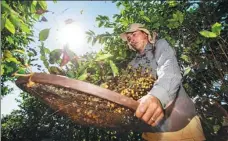  ?? LI MING / XINHUA ?? A worker sorts coffee beans at a farm in Brazil.