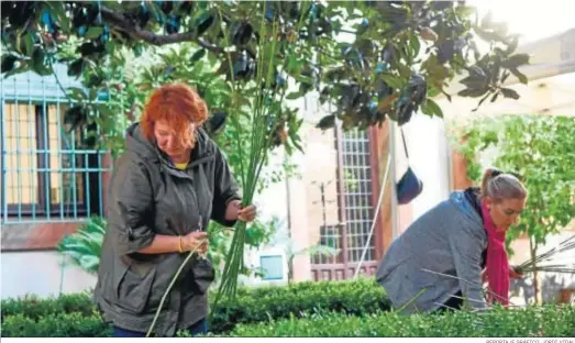  ?? REPORTAJE GRÁFICO: JORDI VIDAL ?? Natalia Zhizhko, a la izquierda, trabaja con algunas de las plantas que formarán su intervenci­ón en el Patio del Reloj de la Diputación.