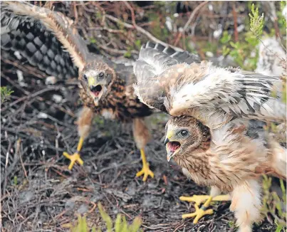  ?? Picture: PA. ?? Hen harrier chicks that have been fitted with remote satellite receivers.