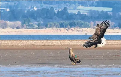  ??  ?? White-tailed, or sea eagles, pictured on the coast of Fife.