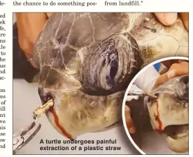  ??  ?? A turtle undergoes painful extraction of a plastic straw